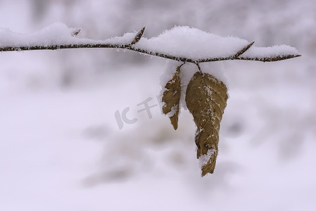 山毛榉摄影照片_冬季积雪覆盖的山毛榉树枝的特写视图