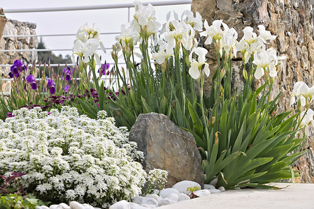医美紫色摄影照片_地中海花园里的白色鸢尾花。