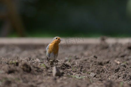 红胸知更鸟站在花园的种植床上，好奇地歪着头看着镜头。