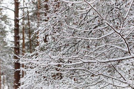 黑色和白色的树摄影照片_冬季树枝在白霜中的背景雪和白色的天空