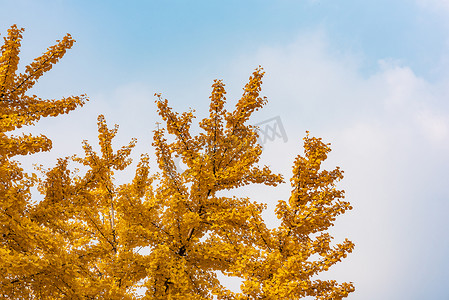 秋天的银杏树，蓝天映衬着黄色的叶子