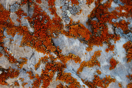 石头上有许多橙色地衣的小群落。