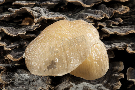 黏糊糊的摄影照片_瓷器真菌 (Oudemansiella mucida) 一种常见的黏糊糊的白色真菌