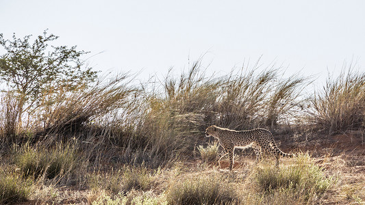 南非 Kgalagadi 跨境公园的猎豹