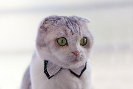 抬头仰望的猫摄影照片_戴着领结的苏格兰折耳猫抬头仰望，同时作为白色背景的绅士