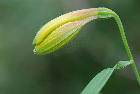 秘鲁百合六出花的闭合花。