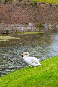 哈姆雷特摄影照片_天鹅在池塘边休息。