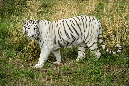圈养的雌性白虎
