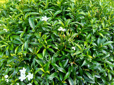 关闭绿色栀子花（栀子花、茉莉花、茉莉花、丹丹、茉莉）与自然背景。