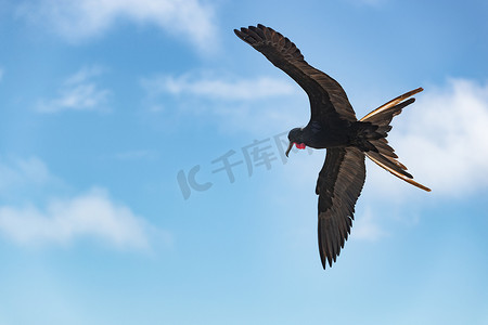 加拉帕戈斯群岛摄影照片_加拉帕戈斯群岛上的军舰鸟 - 北西摩岛的壮丽军舰鸟