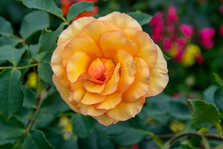 橙色英语摄影照片_橙色英国灌木玫瑰