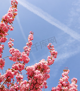 美丽的樱花树或樱桃树，在春天的蓝天上开着粉红色的花朵