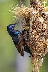 紫色太阳鸟（雄性）在自然背景下的鸟巢中喂养幼鸟的图像。 