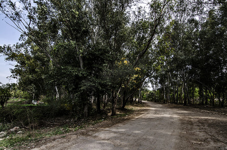 森林中一条未铺设金属的道路，上面覆盖着大树
