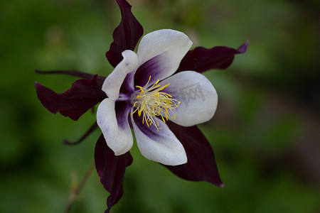 Aquilegia 或 Aquilegia 是毛茛科多年生草本植物的一个属，特写在自然绿色背景上。