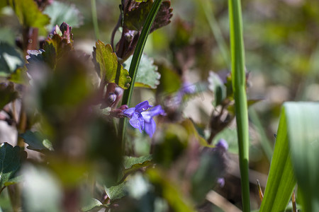 春天4月摄影照片_乌克兰，基辅 — 2021年4月21日：Glechoma hederacea Ground-Ivy花