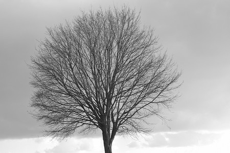 树顶摄影照片_没有叶子的树顶在灰色的天空下