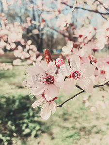 正青春正能量海报摄影照片_苹果树花盛开的复古背景，春天花开