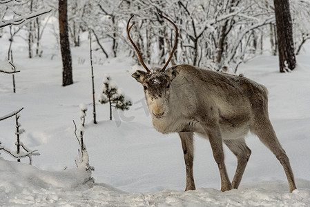 冬天驯鹿在拉普兰森林散步