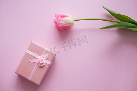 粉红色郁金香花和礼品盒位于粉红色背景上。