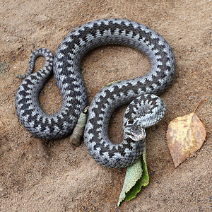 灰毒蛇或加法毒蛇在棕色春土上以针织方式卷成攻击或防御姿势