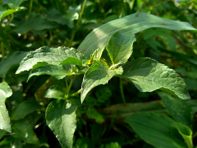战火摄影照片_具有自然背景的节点杂草（也称为 Synedrella nodiflora、synderella 杂草）。