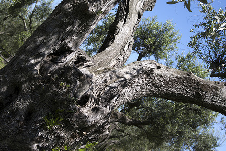 一棵百年橄榄树的细节