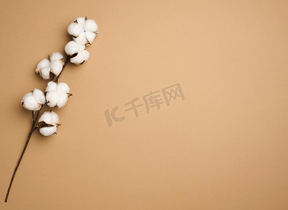 在淡色棕色纸背景的棉花花，头顶。
