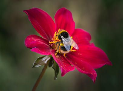 大黄蜂在花上
