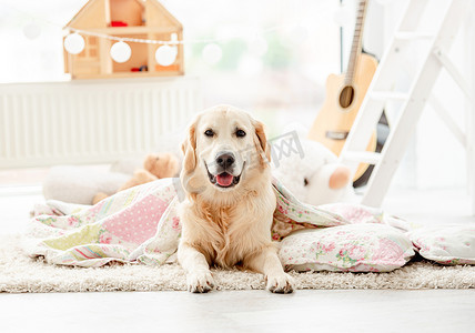 可爱的金毛猎犬盖着毯子