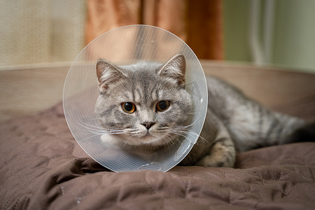 疲惫的灰猫苏格兰直品种在手术后在家沙发上与兽医锥一起休息。