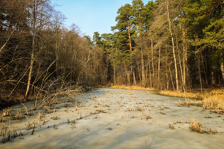 冰池塘摄影照片_松林池塘最后的冰
