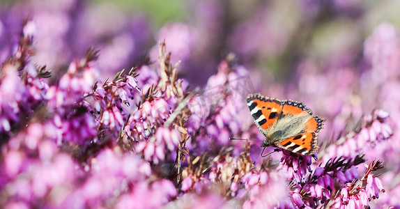 粉色 Erica Carnea 花、Winter Hit 和春天花园里的一只蝴蝶