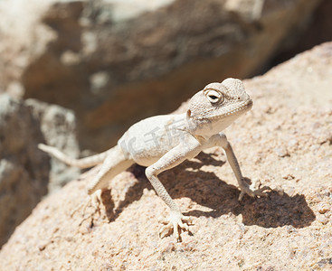 沙漠蜥蜴摄影照片_在岩石上的埃及沙漠蜥蜴