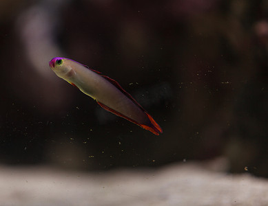 紫盖火鱼 Nemateleotris Decora