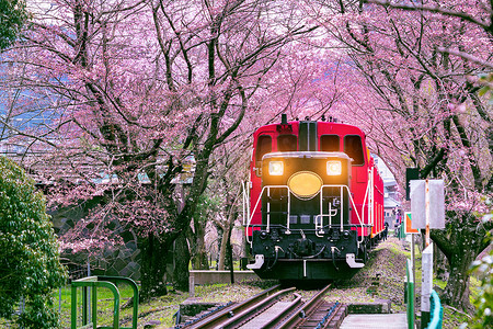 浪漫的火车穿过日本京都的樱花隧道。