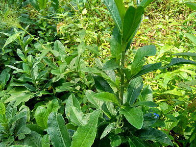 Sonchus Arvensis（多年生母猪蓟、田间奶蓟、田间苦菜、多年生母猪蓟、玉米母猪蓟、dindle、肠草、猪蓟、树母猪蓟）。