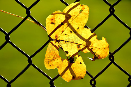 彩色枫叶摄影照片_背光栅栏中的秋季彩色枫叶