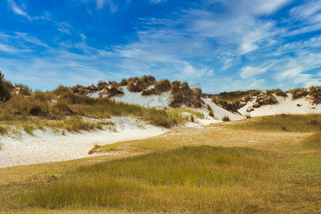 德克尔摄影照片_特塞尔岛 — 沙丘上的植物，蓝天白云