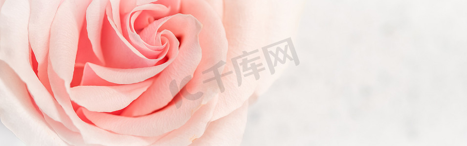 柔和的焦点，抽象的花卉背景，粉红色的玫瑰花。