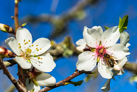 蜜蜂在美丽的春天树花上采集花粉