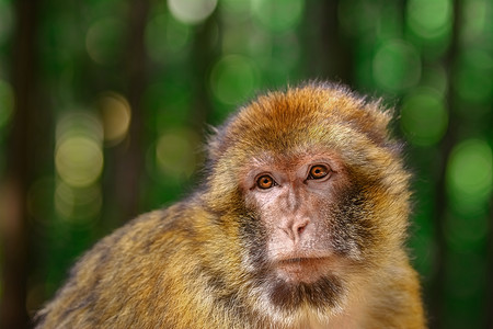 巴巴利猕猴（Macaca Sylvanus）