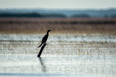 生活环境摄影照片_鸟类生活和游泳在淡水湖泊中，当地鸟类生活在世界湿地（拉姆萨遗址）。
