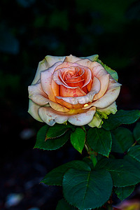垂直农业摄影照片_盛开的美丽玫瑰