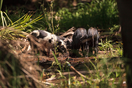 小野猪也称为野猪或 Sus scrofa 饲料