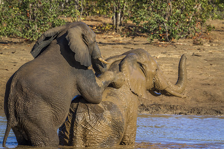非洲丛林摄影照片_南非克鲁格国家公园的非洲丛林象