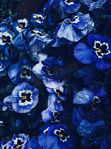 深色背景、花卉和自然中的蓝色花