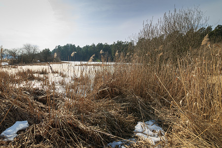 冰池塘摄影照片_松林池塘最后的冰
