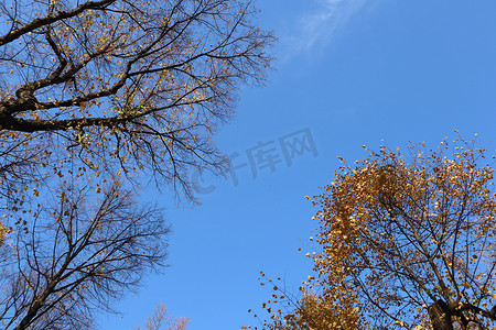 蓝色的秋天天空和黄色和金色叶子的树木。