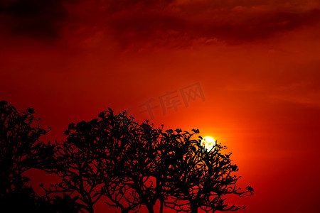 夕阳背影树中的火焰红橙黄天空